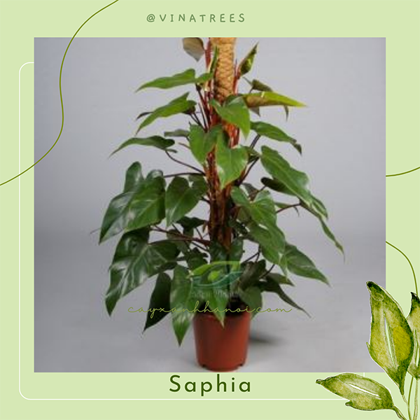 Cây Saphia - Dịch Vụ Cây Xanh VinaTrees - Công Ty Cổ Phần Đầu Tư Xây Dựng Và Môi Trường VinaTrees